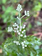 Eupatorium serotinum