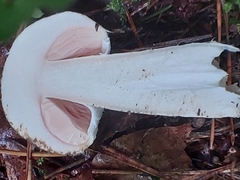 Agaricus sylvicola