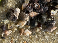 Ilyanassa trivittata