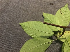 Prunus padus