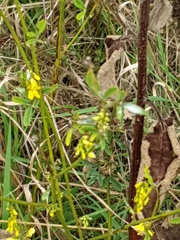 Melilotus officinalis