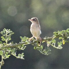 Cisticola juncidis