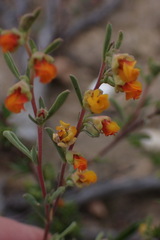 Hermannia diversistipula