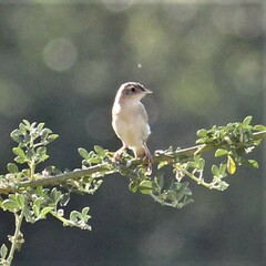 Cisticola juncidis
