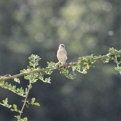 Cisticola juncidis