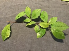 Prunus padus