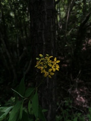 Galphimia glauca