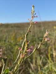 Gaura
