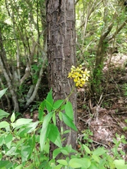 Galphimia glauca