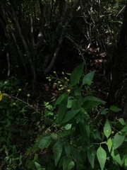 Galphimia glauca