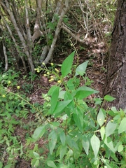 Galphimia glauca