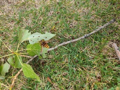 Milesia crabroniformis