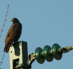 Buteo buteo