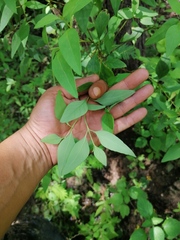Galphimia glauca