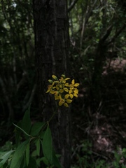 Galphimia glauca