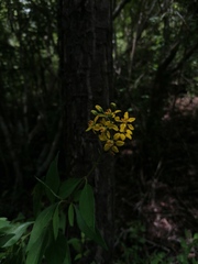 Galphimia glauca