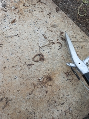 Homoroselaps lacteus