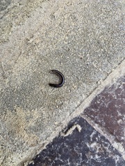 Ommatoiulus sabulosus