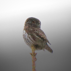 Glaucidium passerinum