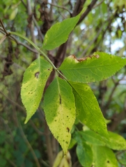 Sambucus nigra