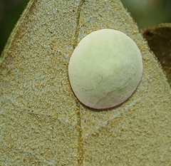 Paracraspis guadaloupensis