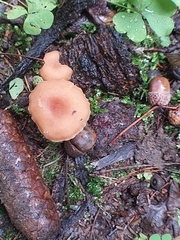 Laccaria laccata