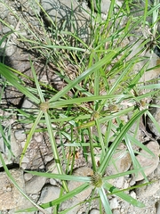 Cyperus brevifolius