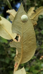 Paracraspis guadaloupensis