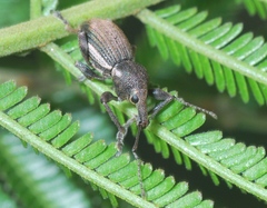 Perperus lateralis