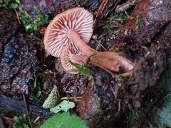 Laccaria laccata