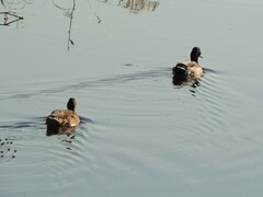 Anas platyrhynchos