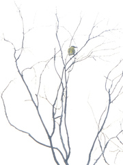 Oriolus chinensis