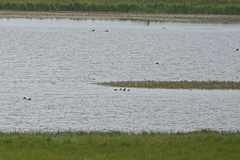 Podiceps auritus