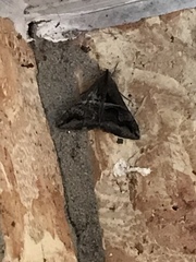 Melipotis perpendicularis