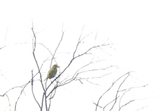 Oriolus chinensis