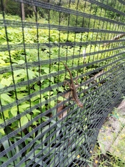 Sceloporus siniferus