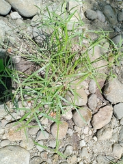 Cyperus brevifolius