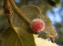 Disholandricus lasius