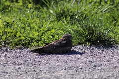 Caprimulgidae
