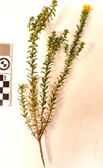 Euryops lateriflorus