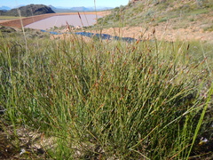 Willdenowia arescens