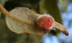 Disholandricus lasius