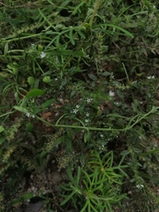 Euploca procumbens