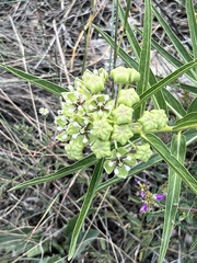 Asclepias asperula