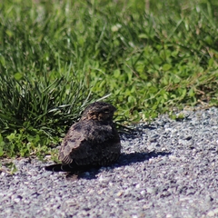 Caprimulgidae
