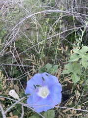 Ipomoea lindheimeri