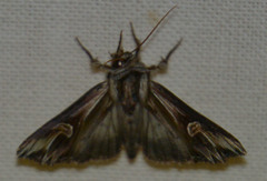 Actinotia polyodon