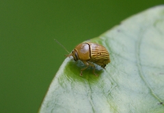 Cryptocephalus