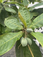 Terminalia