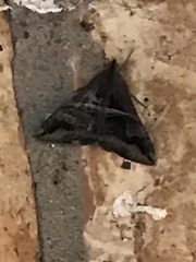 Melipotis perpendicularis